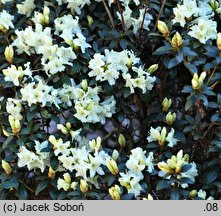 Rhododendron Cream Crest