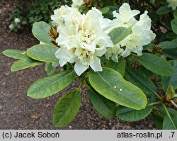 Rhododendron hort. Creamy Chiffon