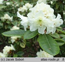 Rhododendron hort. Creamy Chiffon