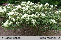 Rhododendron hort. Creamy Chiffon