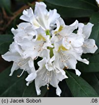 Rhododendron hort. Cunningham's White