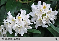 Rhododendron hort. Cunningham's White
