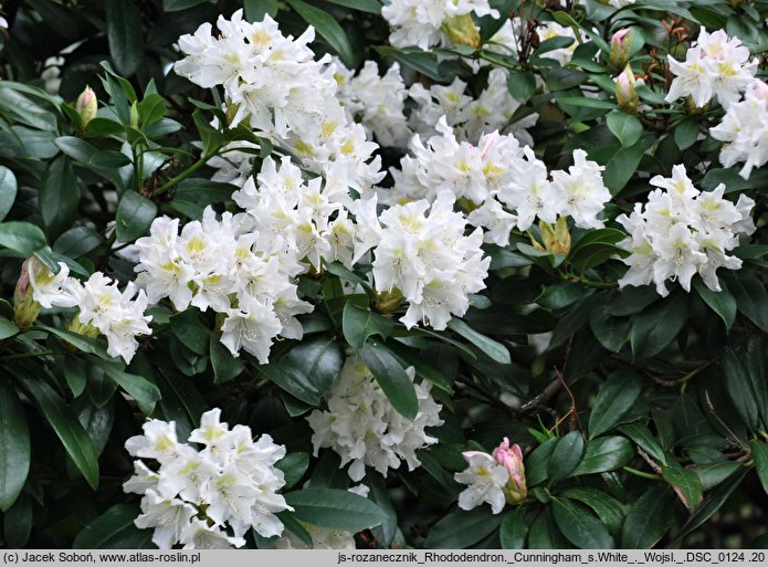 Rhododendron hort. Cunningham's White