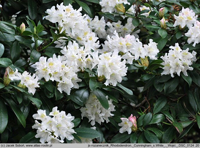 Rhododendron Cunningham's White