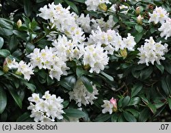 Rhododendron Cunningham's White