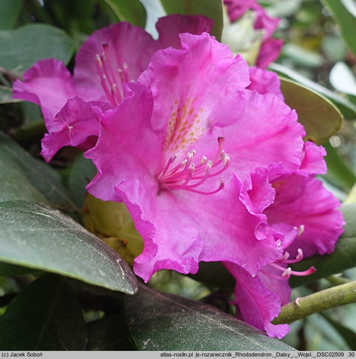 Rhododendron hort. Daisy