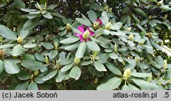 Rhododendron hort. Daisy