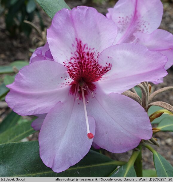 Rhododendron hort. Danuta