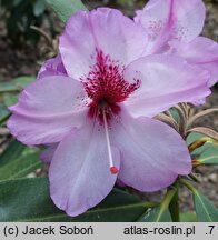 Rhododendron hort. Danuta