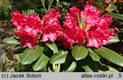 Rhododendron hort. Django