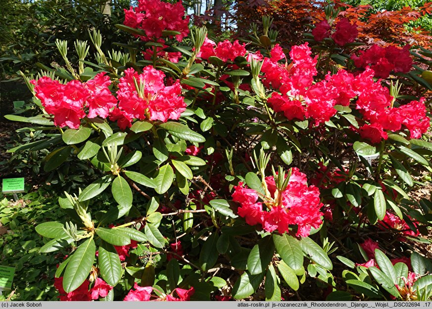 Rhododendron hort. Django