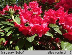 Rhododendron hort. Django