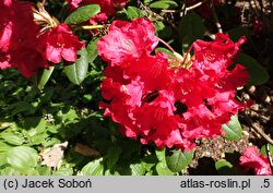 Rhododendron hort. Django