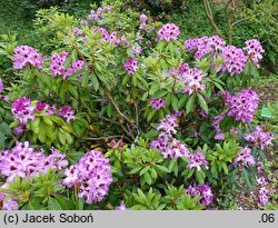 Rhododendron Durantik