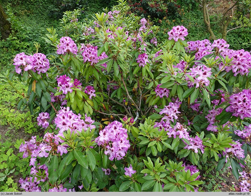 Rhododendron Durantik