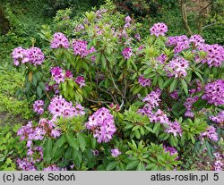 Rhododendron Durantik