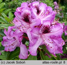 Rhododendron Durantik