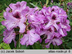 Rhododendron hort. Durantik