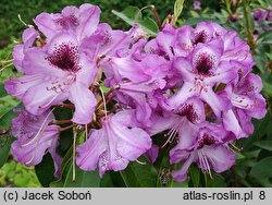 Rhododendron Durantik