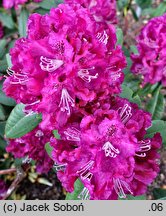Rhododendron hort. Edwin