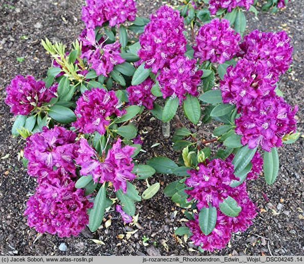 Rhododendron hort. Edwin