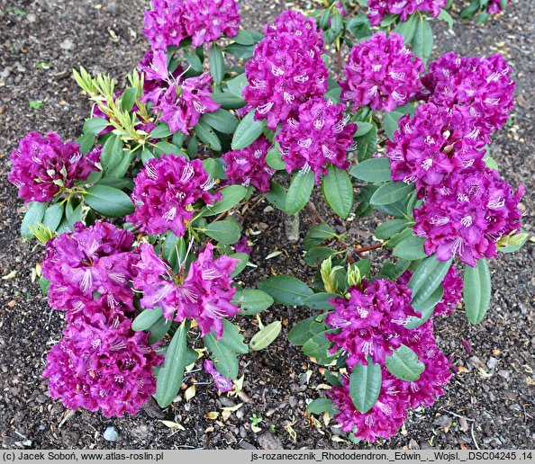 Rhododendron Edwin