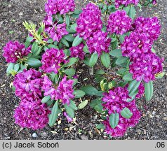 Rhododendron Edwin