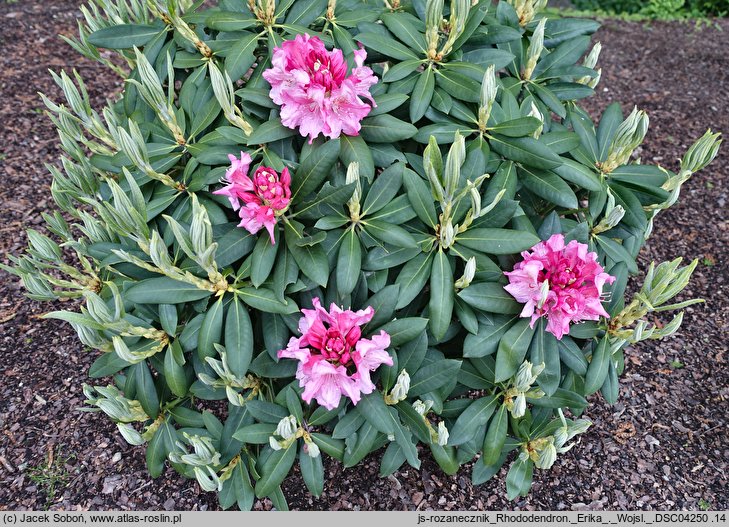 Rhododendron hort. Erika
