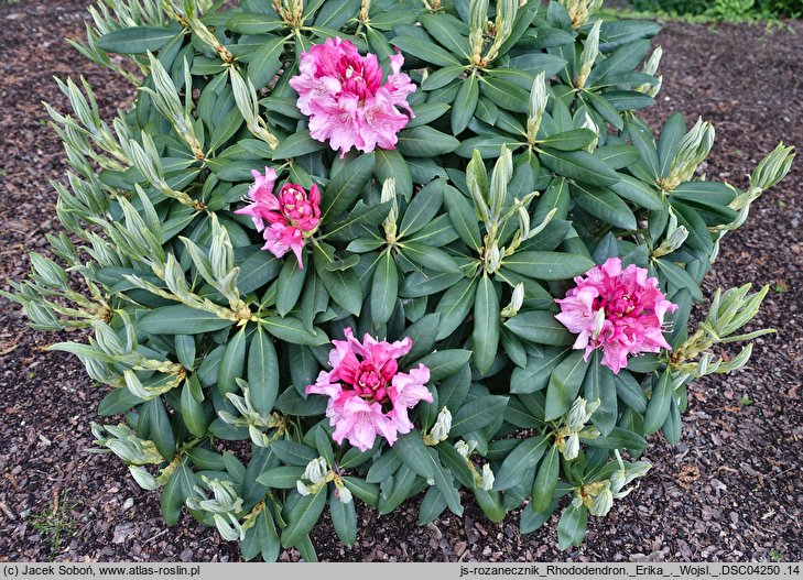 Rhododendron Erika