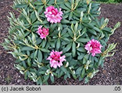 Rhododendron Erika