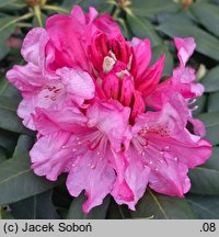 Rhododendron Erika