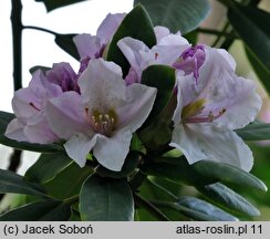 Rhododendron hort. Eskimo