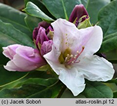 Rhododendron hort. Eskimo