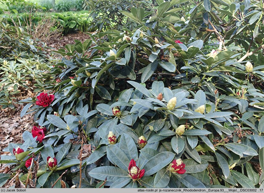 Rhododendron hort. Europa 93
