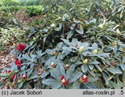 Rhododendron hort. Europa 93