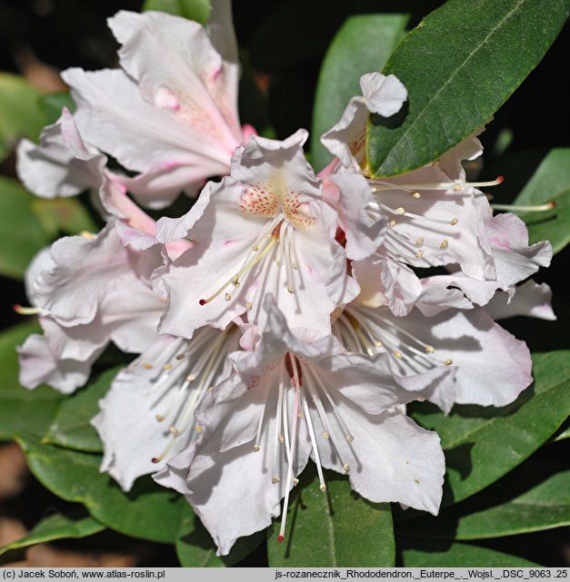 Rhododendron Euterpe