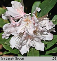 Rhododendron Euterpe