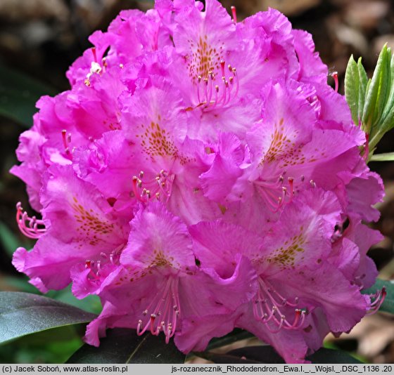 Rhododendron hort. Eva I