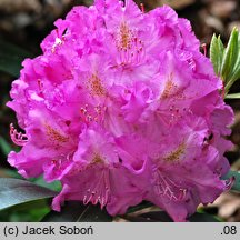 Rhododendron Eva I