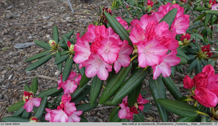 Rhododendron hort. Fantastica