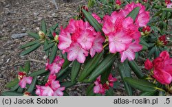 Rhododendron hort. Fantastica