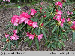 Rhododendron hort. Fantastica