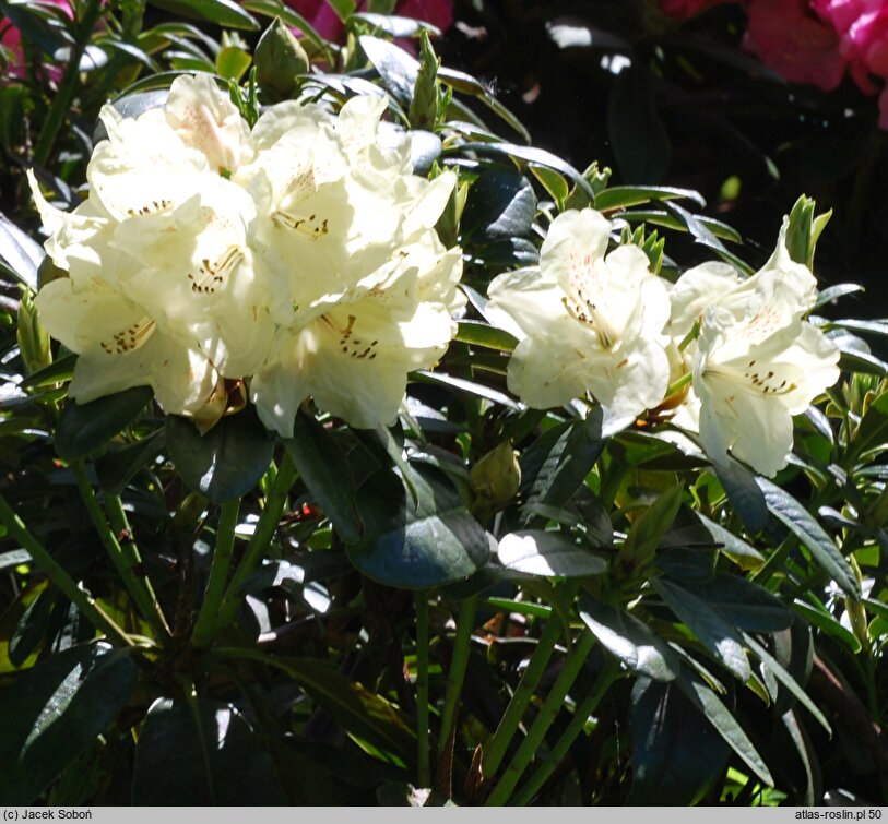 Rhododendron hort. Festivo
