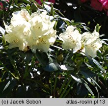 Rhododendron hort. Festivo
