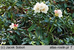 Rhododendron hort. Festivo