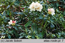 Rhododendron Festivo