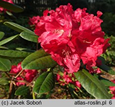 Rhododendron hort. Hachrüh