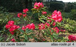 Rhododendron hort. Hachrüh