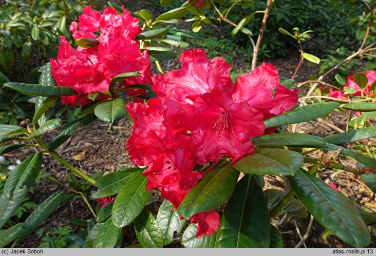 Rhododendron hort. Hachrüh