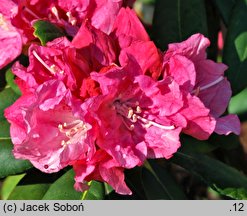 Rhododendron hort. Hachrüh